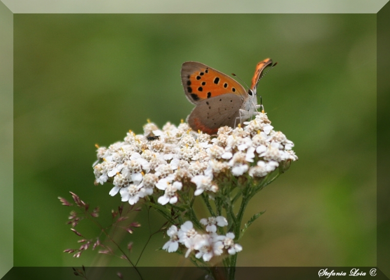 Lycaena phlaeas?